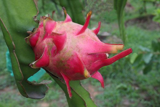 dragon fruit on tree in firm for harvest and sell