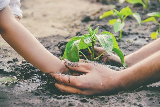 A child plants a plant in the garden. Selective focus. nature.