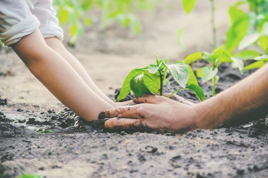 A child plants a plant in the garden. Selective focus. nature.