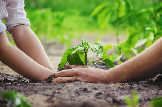 A child plants a plant in the garden. Selective focus.