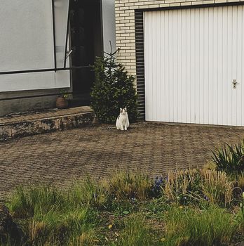 White cat walking in the yard of a country house. Home pet.