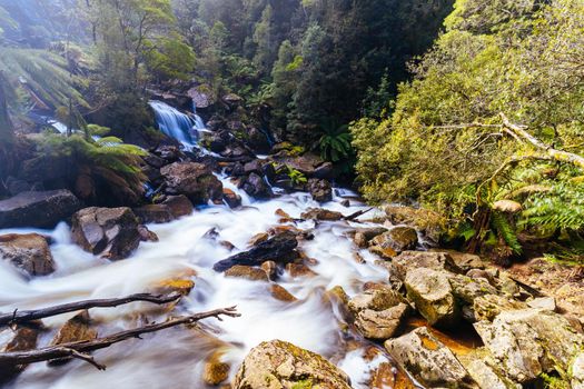 The iconic and popular St Columba Falls which is one of the highest waterfalls in Tasmania on a warm spring day in Pyengana, Tasmania, Australia