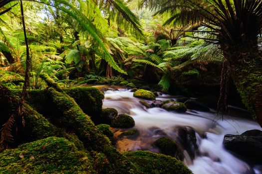 The iconic and popular St Columba Falls which is one of the highest waterfalls in Tasmania on a warm spring day in Pyengana, Tasmania, Australia