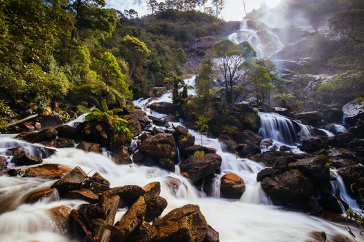 The iconic and popular St Columba Falls which is one of the highest waterfalls in Tasmania on a warm spring day in Pyengana, Tasmania, Australia