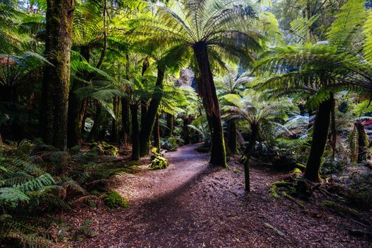 The track leading to St Columba Falls which is one of the highest waterfalls in Tasmania on a warm spring day in Pyengana, Tasmania, Australia