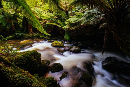 The iconic and popular St Columba Falls which is one of the highest waterfalls in Tasmania on a warm spring day in Pyengana, Tasmania, Australia