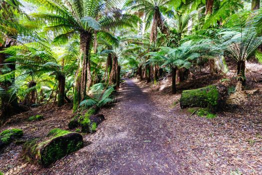 The track leading to St Columba Falls which is one of the highest waterfalls in Tasmania on a warm spring day in Pyengana, Tasmania, Australia
