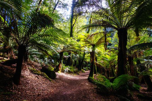 The track leading to St Columba Falls which is one of the highest waterfalls in Tasmania on a warm spring day in Pyengana, Tasmania, Australia