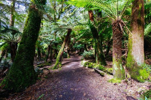 The track leading to St Columba Falls which is one of the highest waterfalls in Tasmania on a warm spring day in Pyengana, Tasmania, Australia