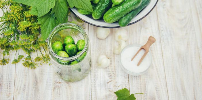 preservation of fresh house cucumbers. Selective focus. nature