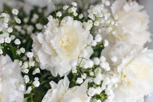 White peonies flowers in a vase on white background