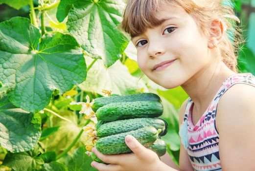 homemade cucumber cultivation and harvest in the hands