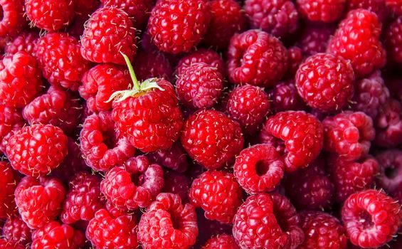 Raspberries are in the hands of a child in the form of a heart.