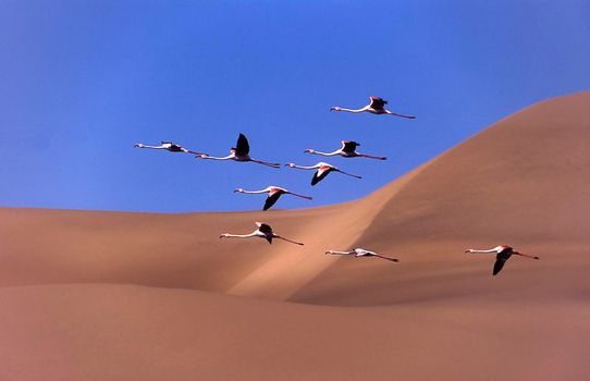greater flamingos (phoenicopterus ruber) sandwich harbour, namibia, africa