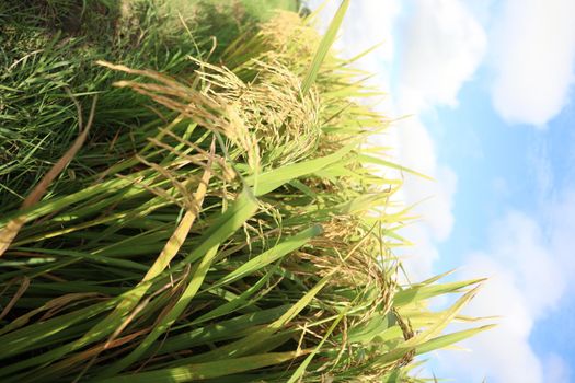 ripe paddy on tree in farm for harvest