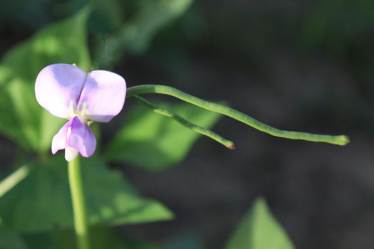 Asparagus and flower on farm for harvest