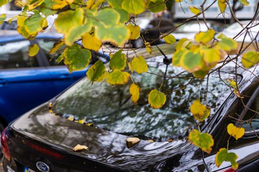 autumn leaves that fell on a wet car after the rain.