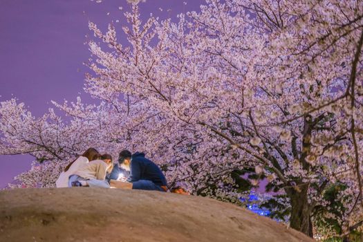 Night cherry blossoms on the hill. Shooting Location: Yokohama-city kanagawa prefecture