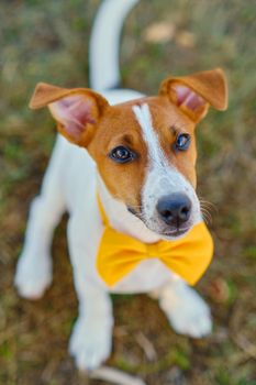 Close-up portrait og cute little puppy of Jack Russell terrier dog with a Yellow bow tie on the green grass, looking at camera. Selective focus, shallow depth of field