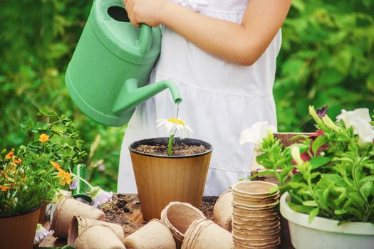 A little girl is planting flowers. The young gardener. Selective focus.