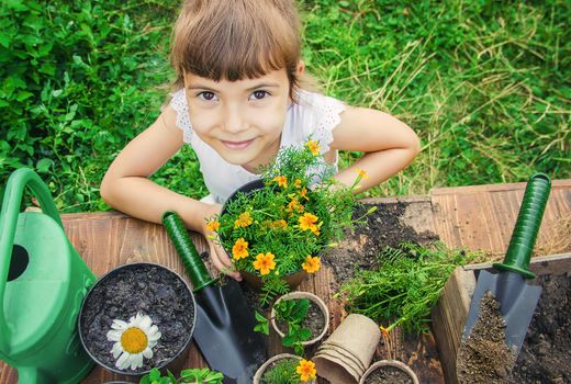 A little girl is planting flowers. The young gardener. Selective focus.