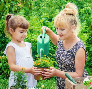 A little girl is planting flowers. The young gardener. Selective focus.