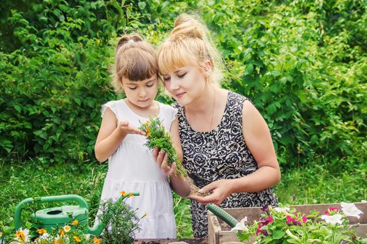 A little girl is planting flowers. The young gardener. Selective focus.