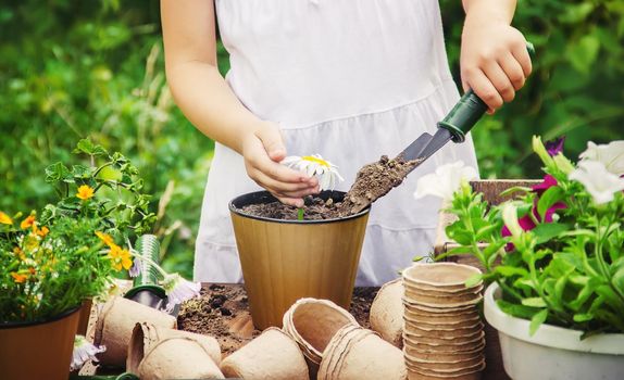 A little girl is planting flowers. The young gardener. Selective focus.