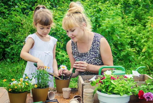 A little girl is planting flowers. The young gardener. Selective focus.