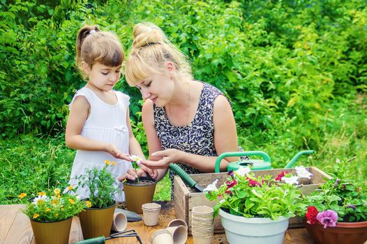 A little girl is planting flowers. The young gardener. Selective focus.