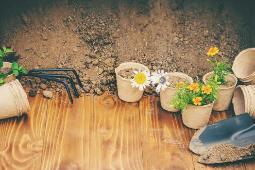 A little girl is planting flowers. The young gardener. Selective focus. nature.