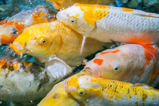 colorful koi carp in the water close-up. photo