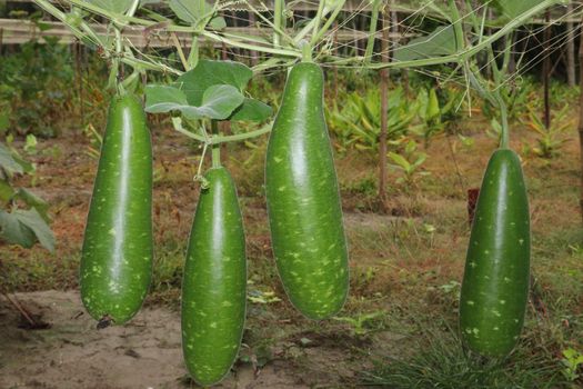 bottle gourd stock on farm for harvest