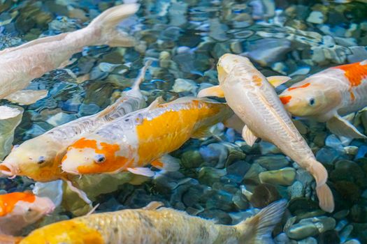 colorful koi carp in the water close-up. photo