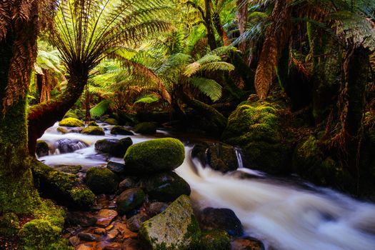 The iconic and popular St Columba Falls which is one of the highest waterfalls in Tasmania on a warm spring day in Pyengana, Tasmania, Australia