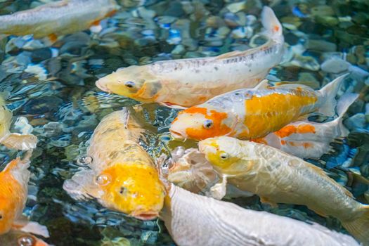 colorful koi carp in the water close-up. photo