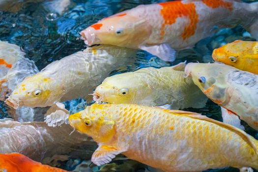 colorful koi carp in the water close-up. photo