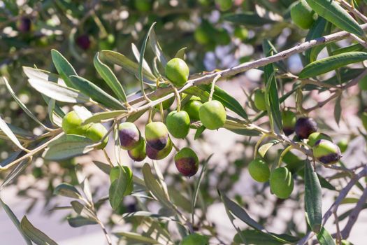 Olives ripening on a branch in an olive grove close up