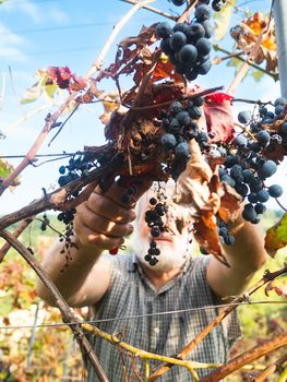 old bearded man harvesiting for wine production