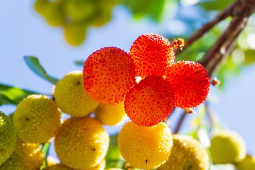 Yellow thorny Arbutus fruits ripen on a branch in an orchard close up