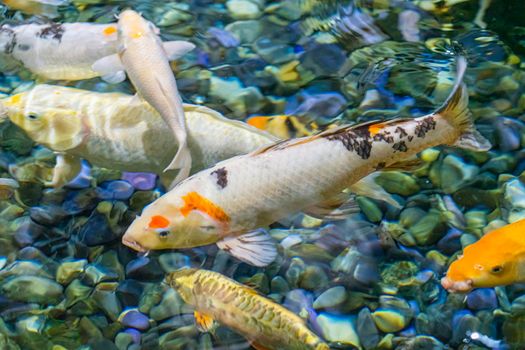 colorful koi carp in the water close-up. photo