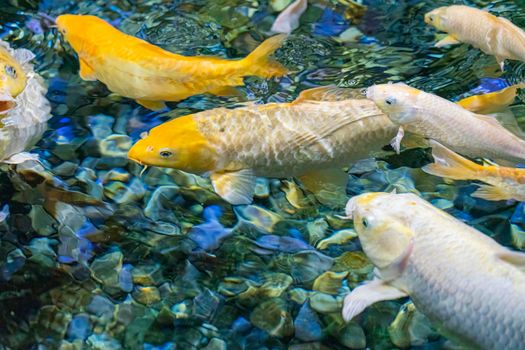 colorful koi carp in the water close-up. photo