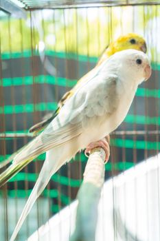 Budgerigars white and yellow in a cage close up