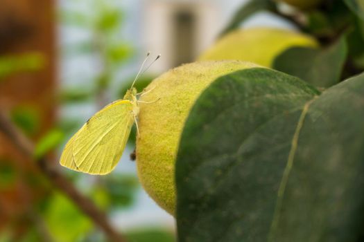 A green butterfly sits on a quince fruit close up