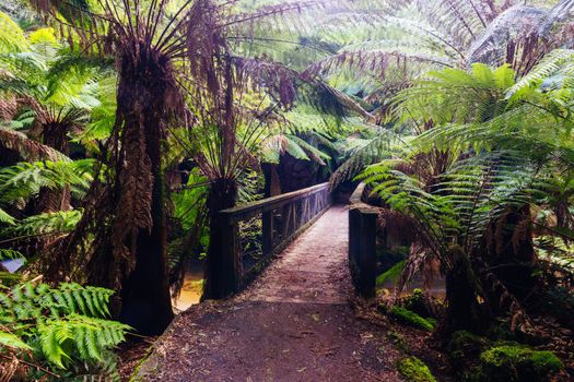 The track leading to St Columba Falls which is one of the highest waterfalls in Tasmania on a warm spring day in Pyengana, Tasmania, Australia