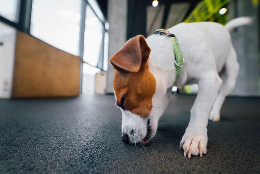 Cute small jack russell dog in gym. Healthy lifestyle indoors