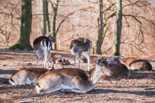 Deer herd in autumn forest in Denmark.