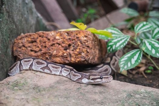 Snake hid between the stones in the tropical forest.