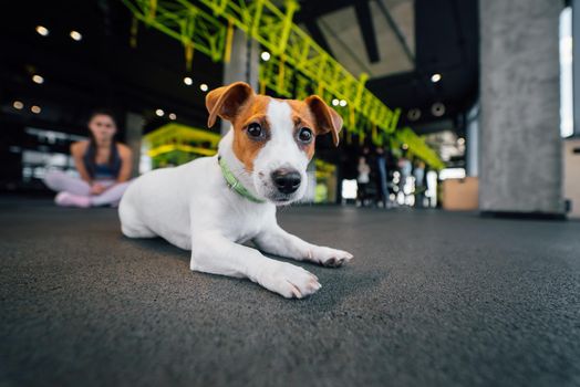 Cute small jack russell dog in gym. Healthy lifestyle indoors
