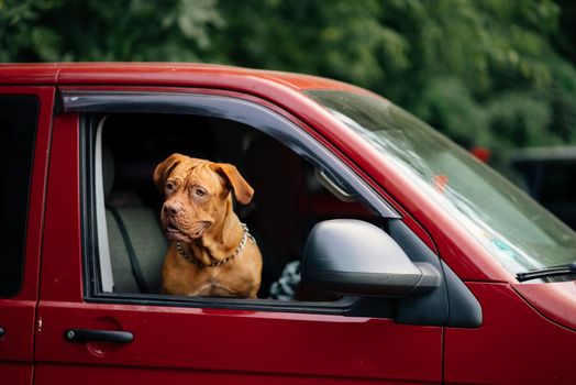 The dog stuck its head out of the window of the red car